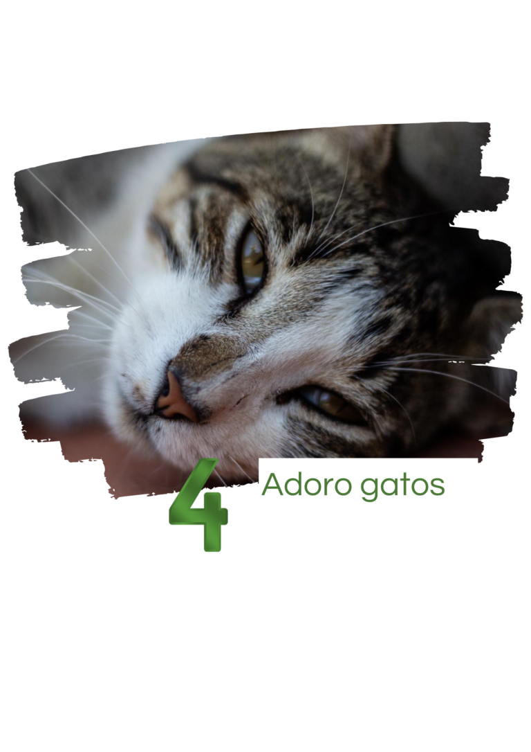 Curiosidade sobre Sara Araújo: Uma ligação aos gatos